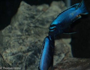 Metriaclima koningsi